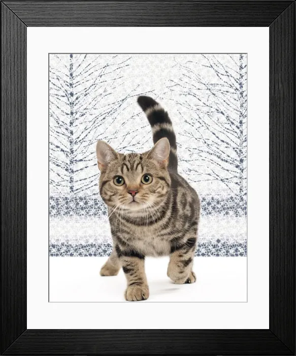 Framed Print : Picture No. 11051428 Framed Print : Picture No. 11051428