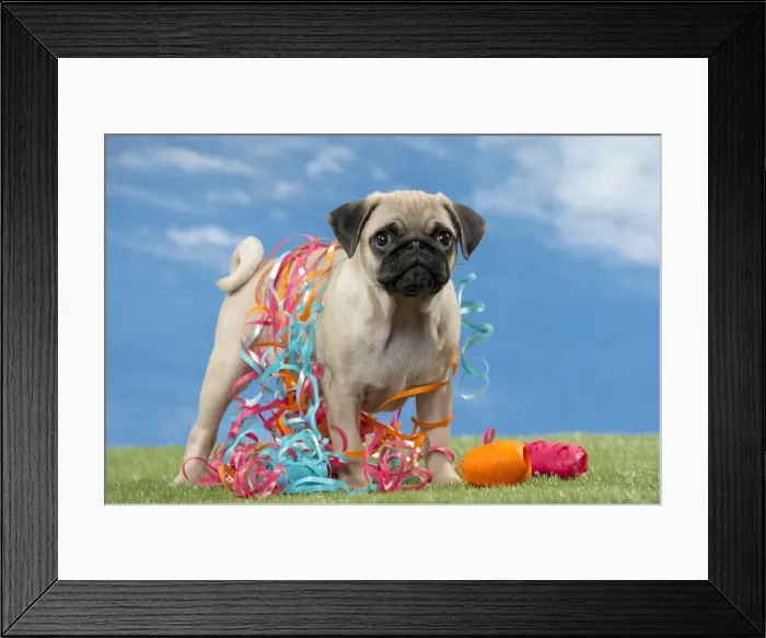 Framed Print : Picture No. 11051430