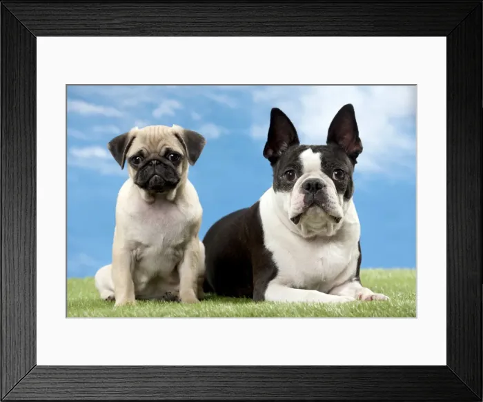 Framed Print : Picture No. 11051431 Framed Print : Picture No. 11051431