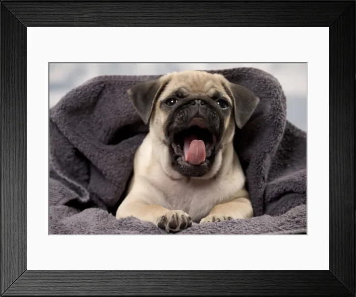 Framed Print : Picture No. 11051435