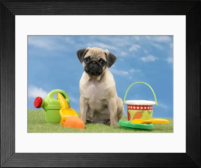 Framed Print : Picture No. 11051440 Framed Print : Picture No. 11051440