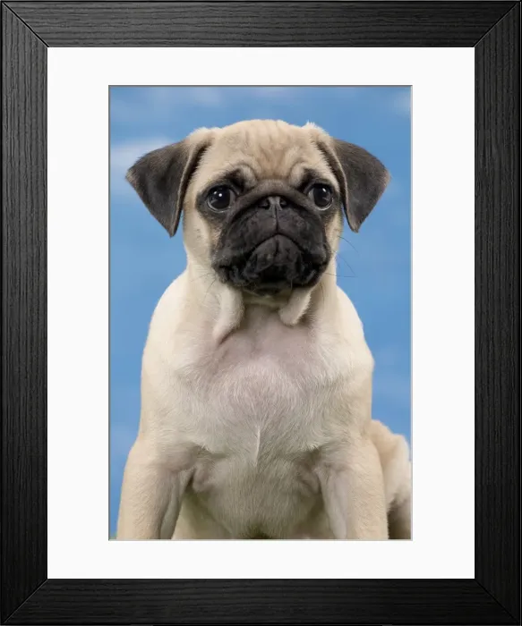 Framed Print : Picture No. 11051448 Framed Print : Picture No. 11051448