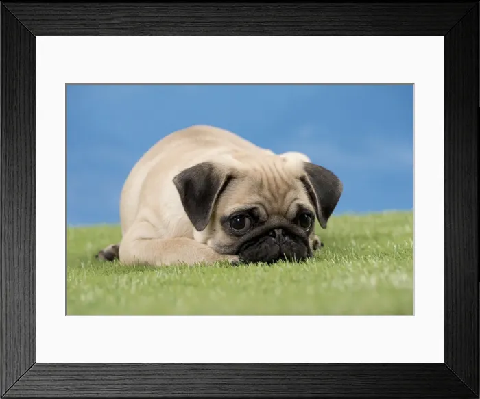 Framed Print : Picture No. 11051450 Framed Print : Picture No. 11051450