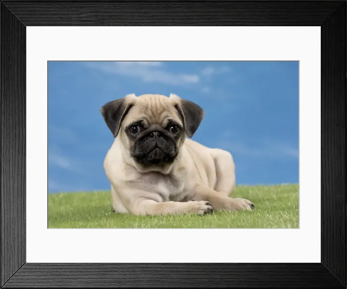 Framed Print : Picture No. 11051451 Framed Print : Picture No. 11051451