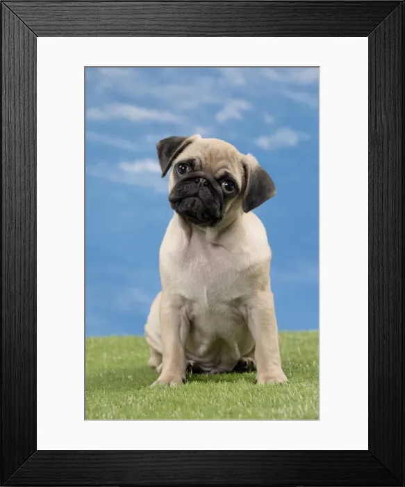 Framed Print : Picture No. 11051453 Framed Print : Picture No. 11051453