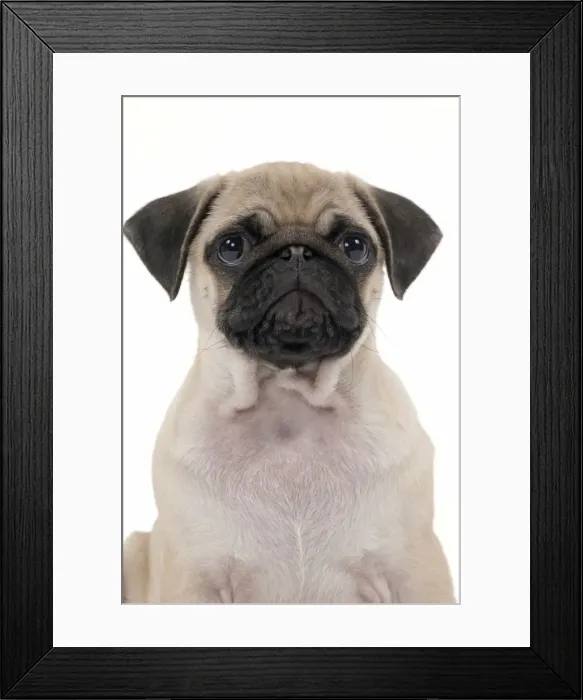 Framed Print : Picture No. 11051457