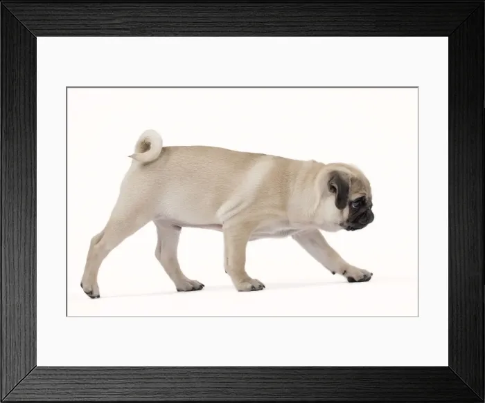 Framed Print : Picture No. 11051458 Framed Print : Picture No. 11051458