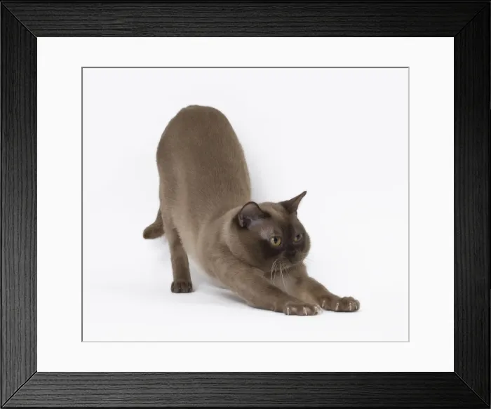 Framed Print : Picture No. 11051463 Framed Print : Picture No. 11051463