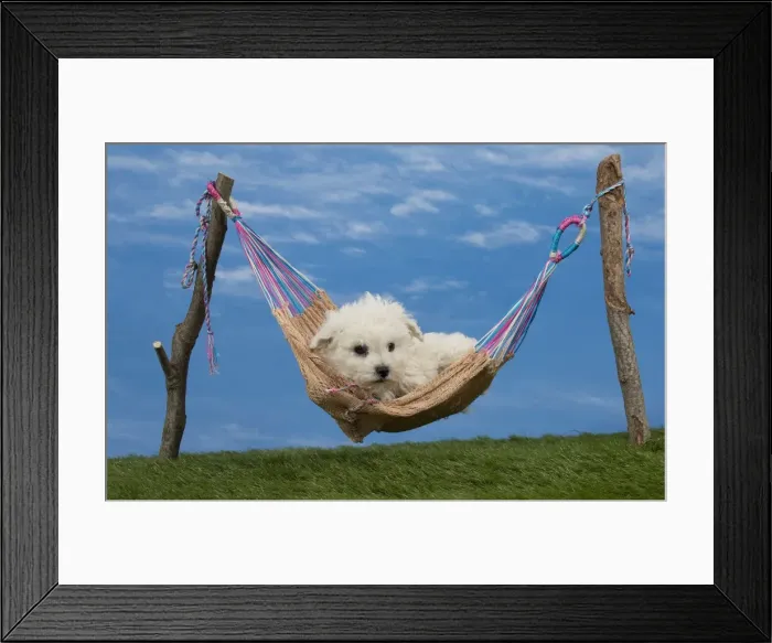 Framed Print : Picture No. 11051464 Framed Print : Picture No. 11051464