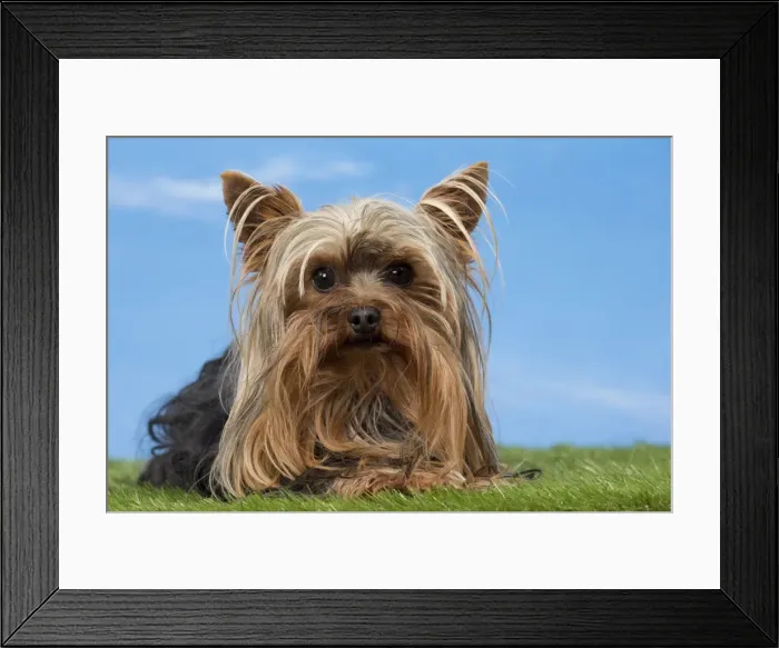 Framed Print : Picture No. 11051465 Framed Print : Picture No. 11051465