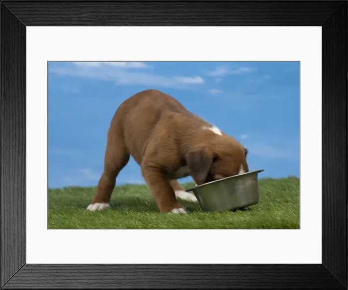 Framed Print : Picture No. 11051468 Framed Print : Picture No. 11051468