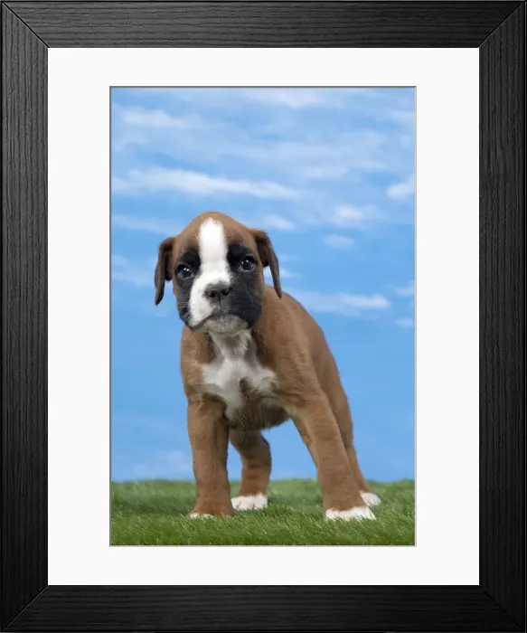 Framed Print : Picture No. 11051469 Framed Print : Picture No. 11051469