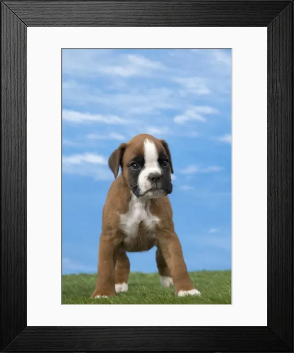 Framed Print : Picture No. 11051470 Framed Print : Picture No. 11051470
