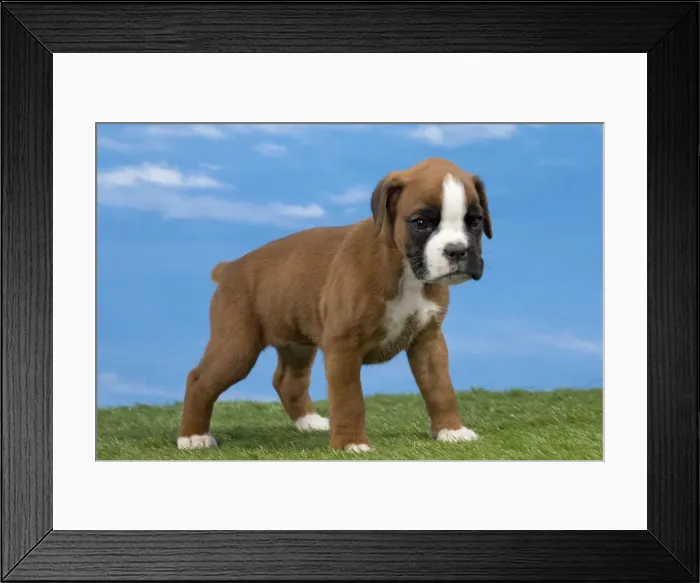 Framed Print : Picture No. 11051471 Framed Print : Picture No. 11051471