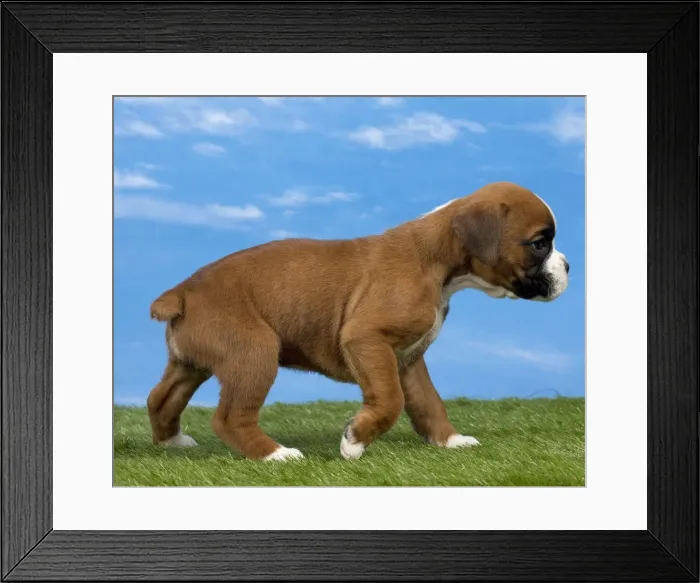 Framed Print : Picture No. 11051472 Framed Print : Picture No. 11051472