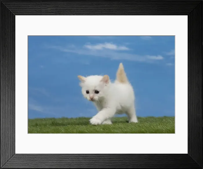 Framed Print : Picture No. 11051473 Framed Print : Picture No. 11051473