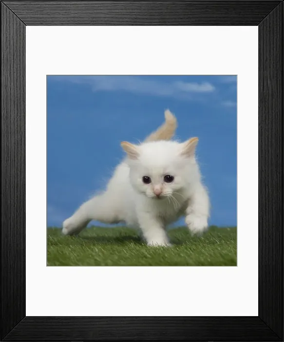 Framed Print : Picture No. 11051474 Framed Print : Picture No. 11051474
