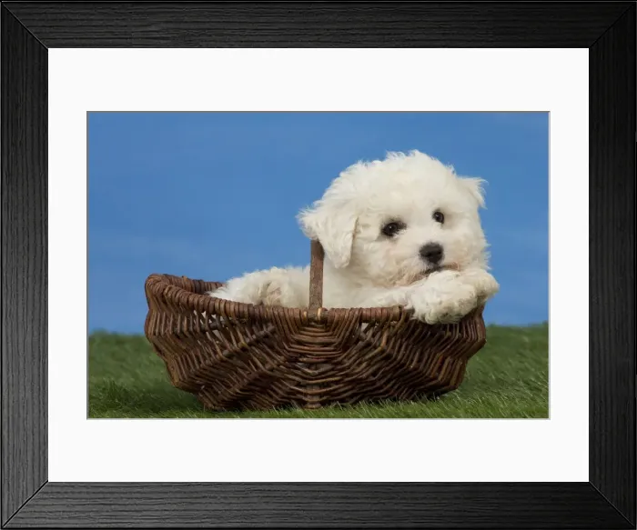 Framed Print : Picture No. 11051477 Framed Print : Picture No. 11051477
