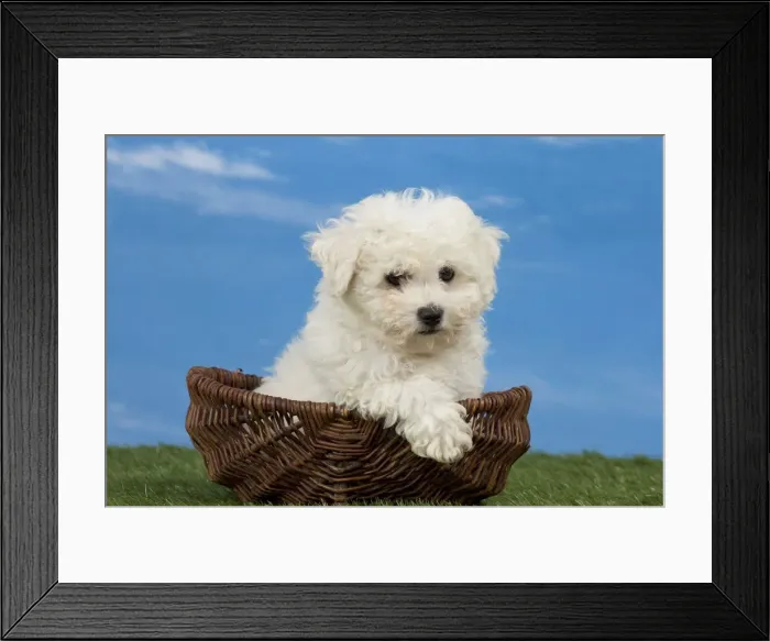 Framed Print : Picture No. 11051478 Framed Print : Picture No. 11051478