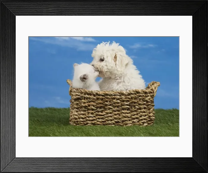 Framed Print : Picture No. 11051479 Framed Print : Picture No. 11051479