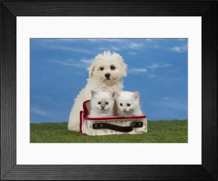 Framed Print : Picture No. 11051480 Framed Print : Picture No. 11051480