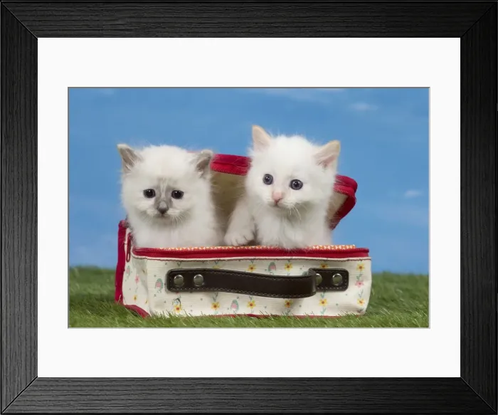 Framed Print : Picture No. 11051481 Framed Print : Picture No. 11051481