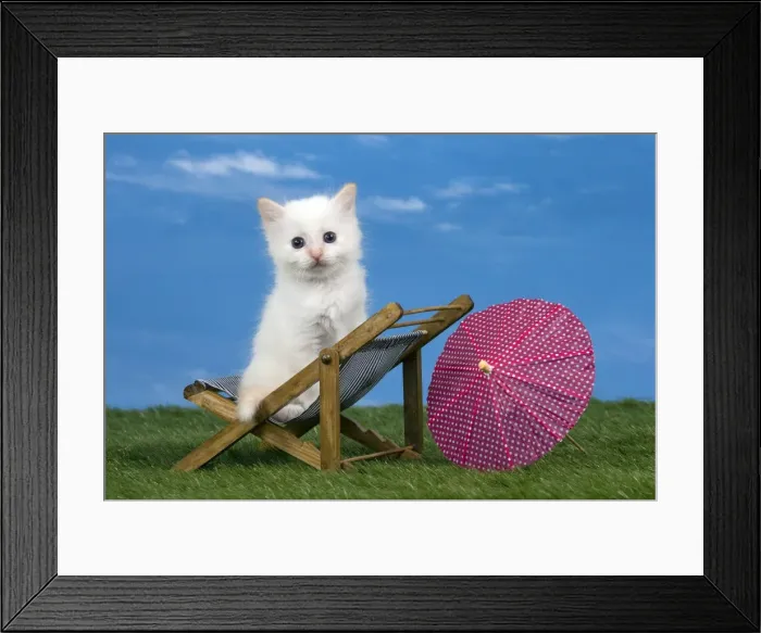 Framed Print : Picture No. 11051484 Framed Print : Picture No. 11051484