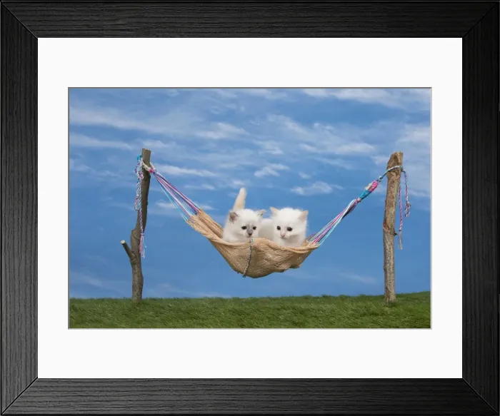 Framed Print : Picture No. 11051485