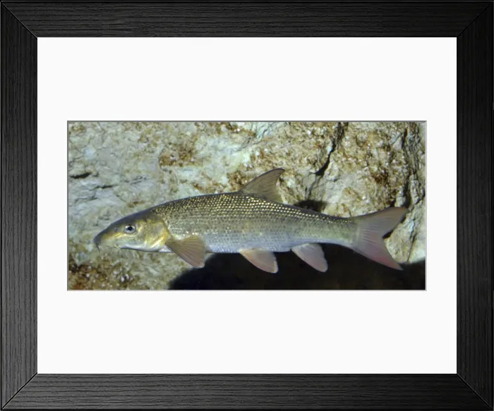 Framed Print : Picture No. 11051699 Framed Print : Picture No. 11051699