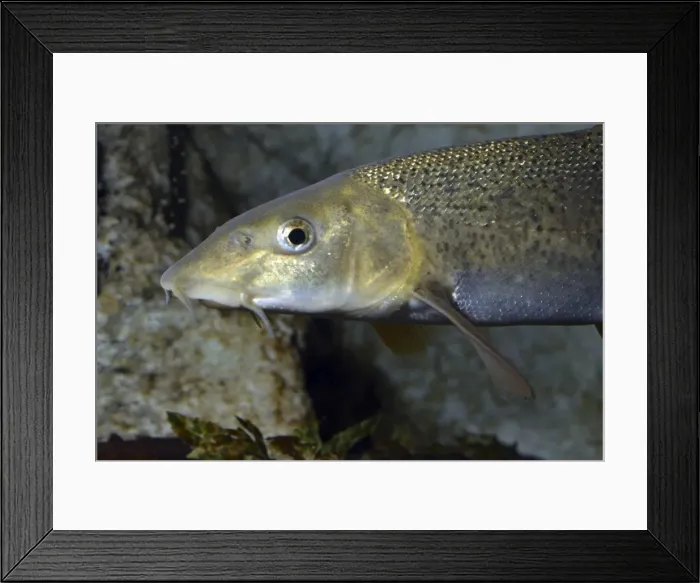Framed Print : Picture No. 11051700 Framed Print : Picture No. 11051700