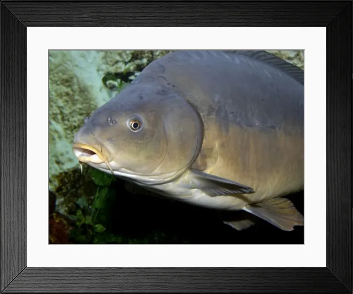 Framed Print : Picture No. 11051701 Framed Print : Picture No. 11051701
