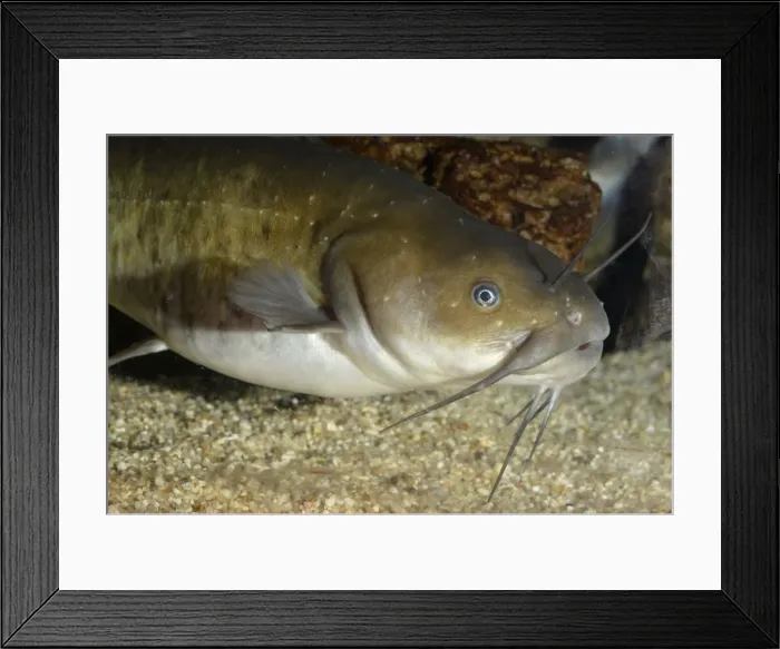Framed Print : Picture No. 11051702 Framed Print : Picture No. 11051702