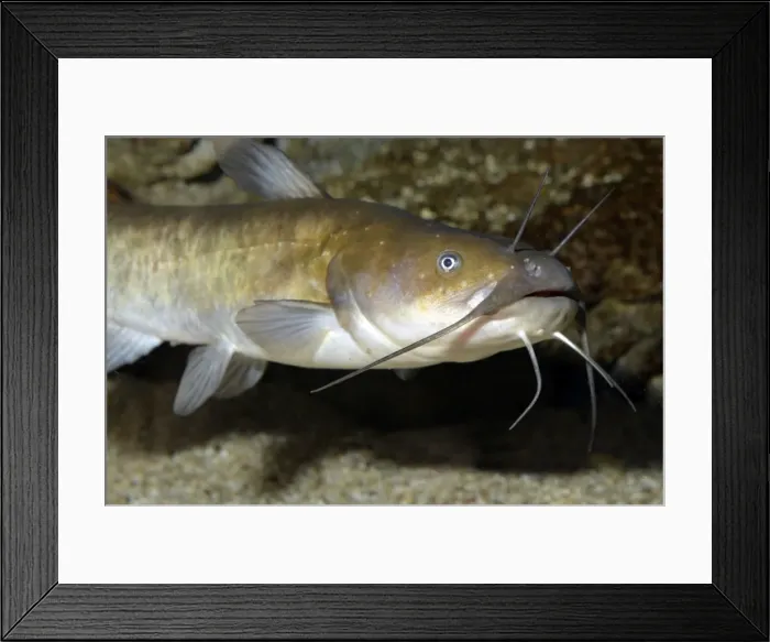 Framed Print : Picture No. 11051704 Framed Print : Picture No. 11051704