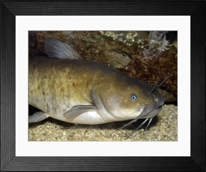 Framed Print : Picture No. 11051703 Framed Print : Picture No. 11051703