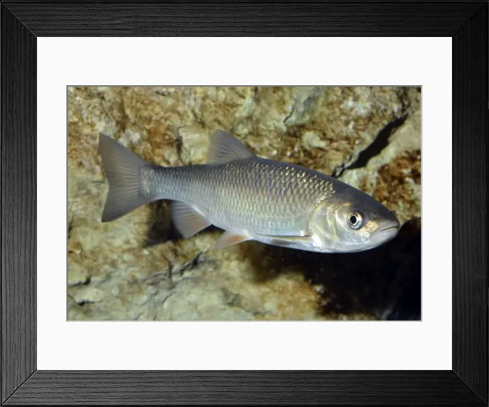 Framed Print : Picture No. 11051705 Framed Print : Picture No. 11051705