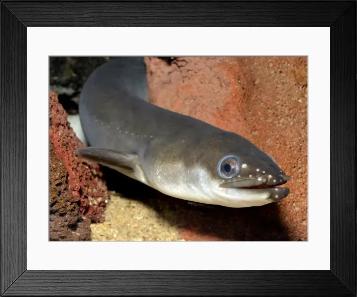 Framed Print : Picture No. 11051707 Framed Print : Picture No. 11051707