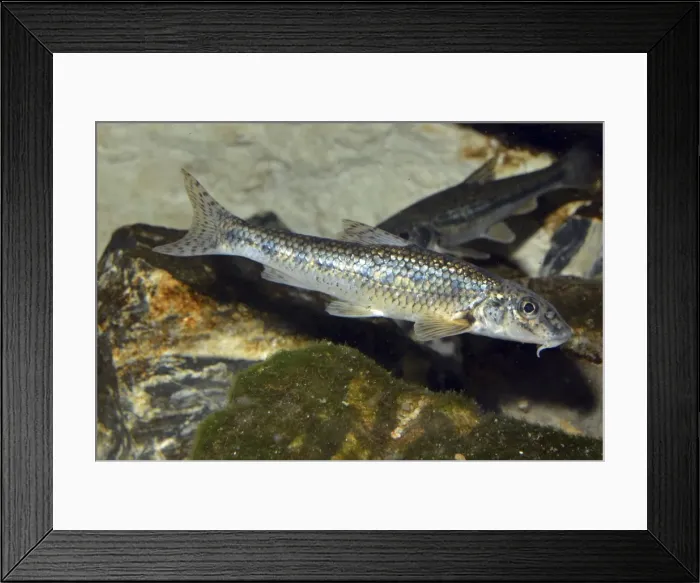 Framed Print : Picture No. 11051708 Framed Print : Picture No. 11051708
