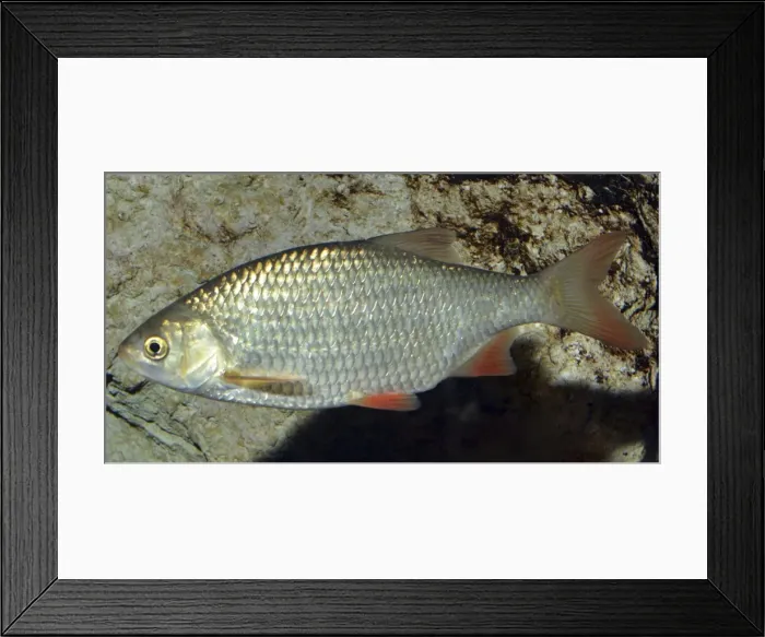 Framed Print : Picture No. 11051711 Framed Print : Picture No. 11051711
