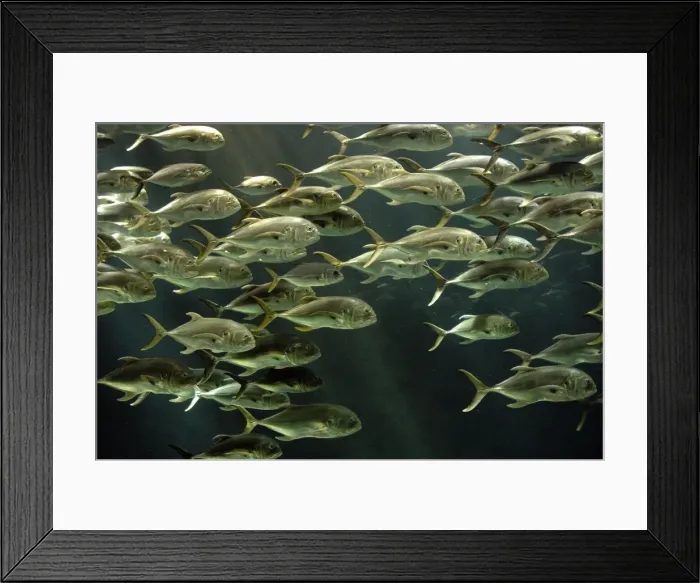 Framed Print : Picture No. 11051712 Framed Print : Picture No. 11051712