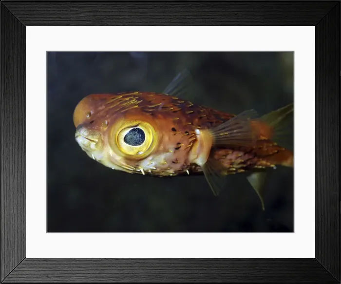 Framed Print : Picture No. 11051714 Framed Print : Picture No. 11051714