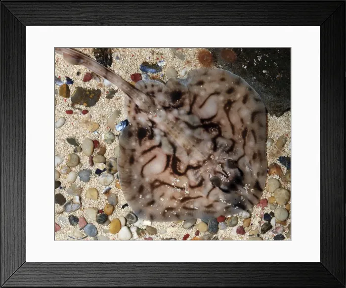 Framed Print : Picture No. 11051715 Framed Print : Picture No. 11051715