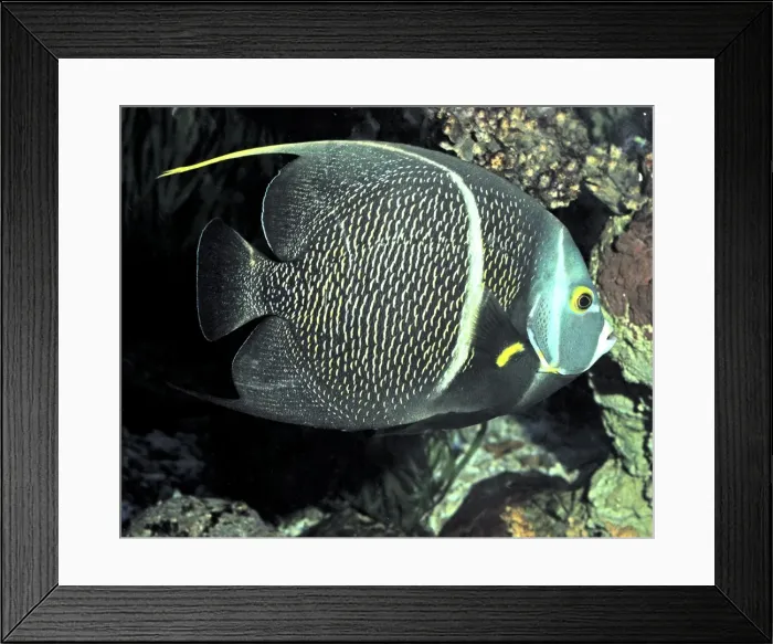 Framed Print : Picture No. 11051713 Framed Print : Picture No. 11051713