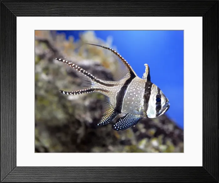 Framed Print : Picture No. 11051718 Framed Print : Picture No. 11051718