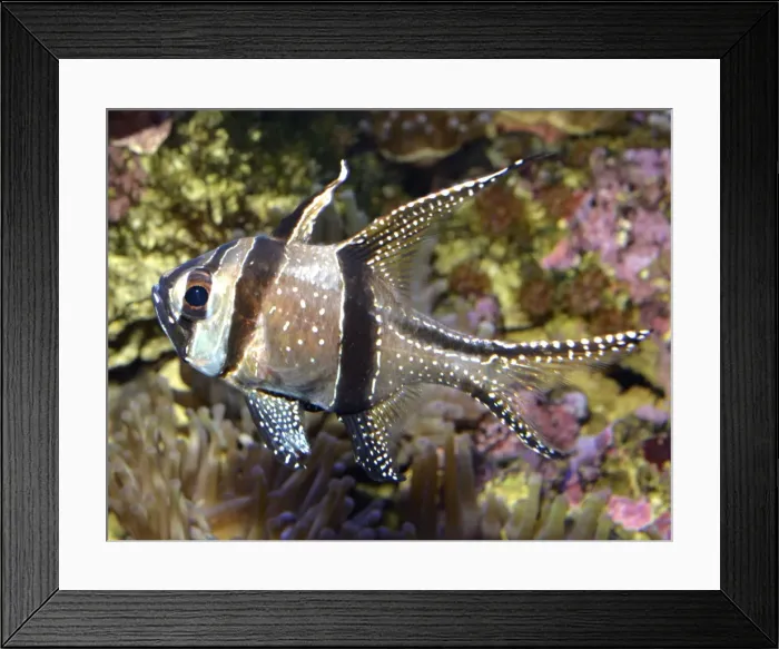 Framed Print : Picture No. 11051719 Framed Print : Picture No. 11051719