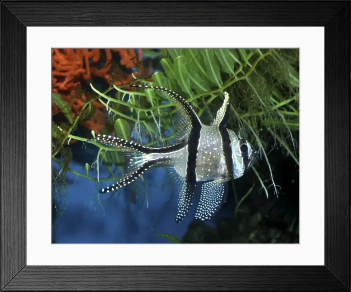 Framed Print : Picture No. 11051720 Framed Print : Picture No. 11051720