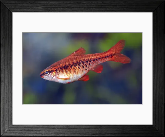 Framed Print : Picture No. 11051721 Framed Print : Picture No. 11051721