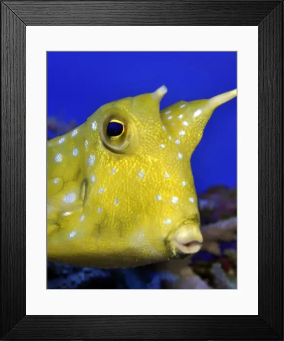 Framed Print : Picture No. 11051722 Framed Print : Picture No. 11051722