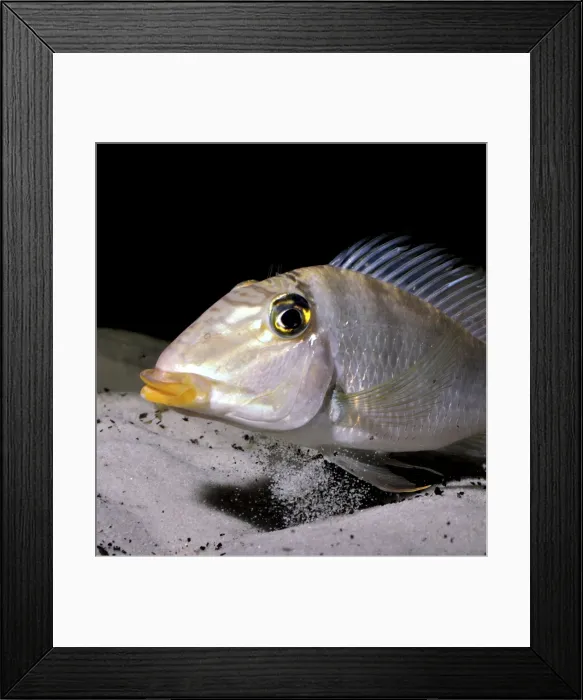 Framed Print : Picture No. 11051723 Framed Print : Picture No. 11051723