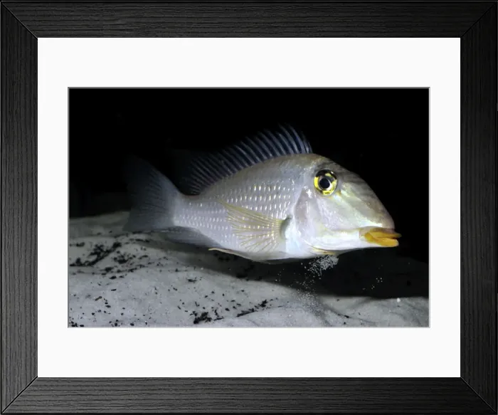 Framed Print : Picture No. 11051724 Framed Print : Picture No. 11051724