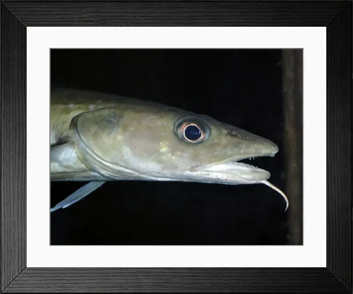Framed Print : Picture No. 11051727 Framed Print : Picture No. 11051727